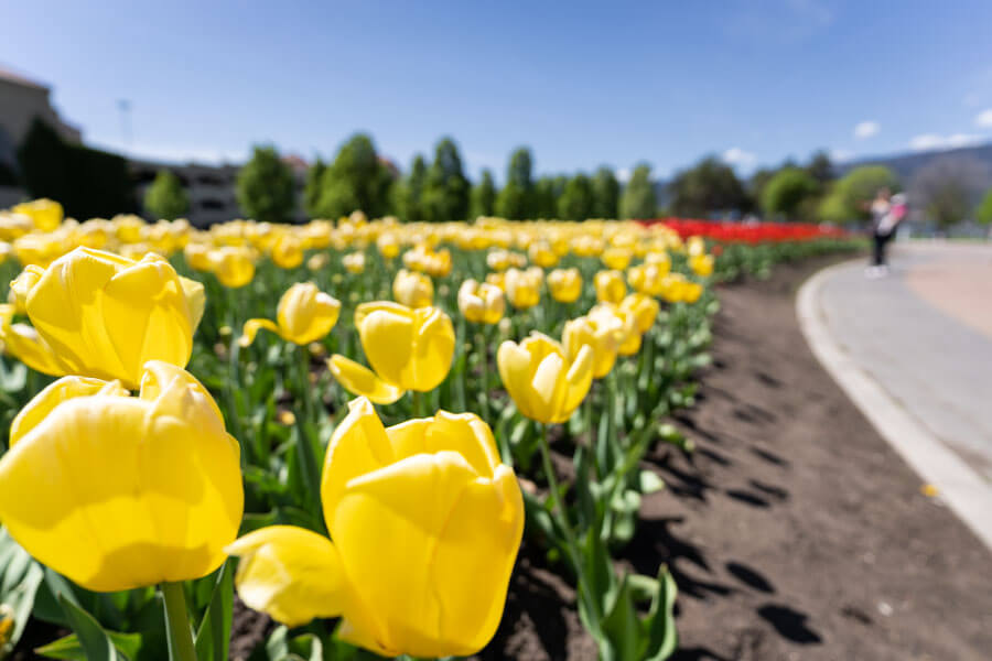 Canadian tulips festival