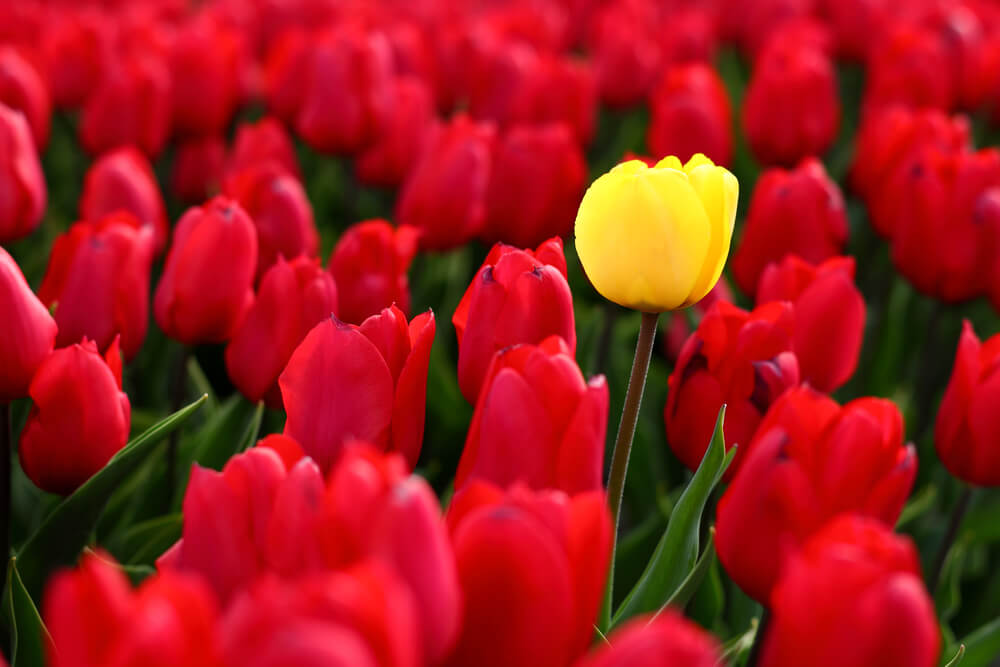 Canadian tulips festival